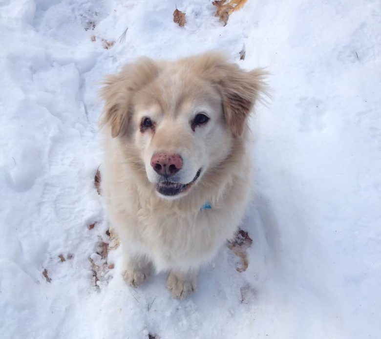 Meet the Golden Retriever Chow mix