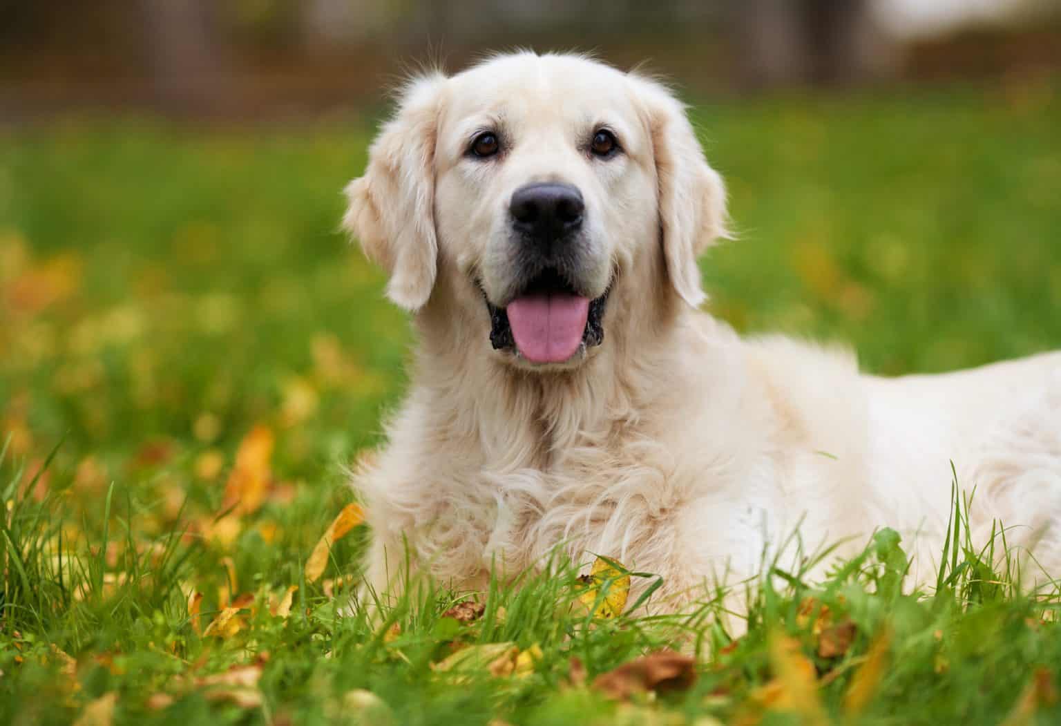 What is the average Golden Retriever lifespan? K9 Web