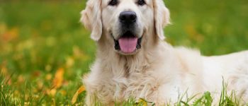 Learn more about the Golden Retriever lifespan