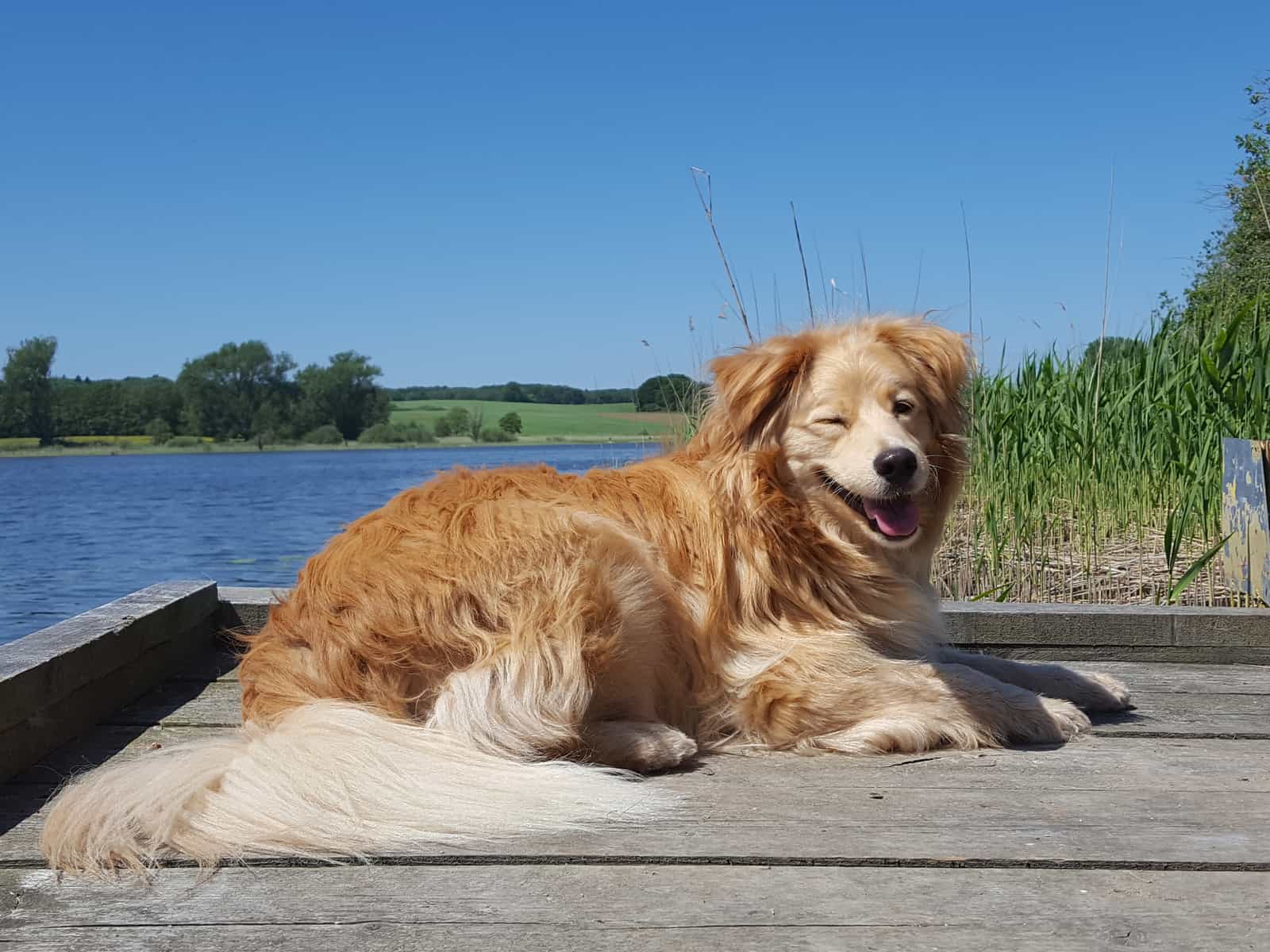 Golden Retriever Mixes 57 Different Golden Crossbreeds K9 