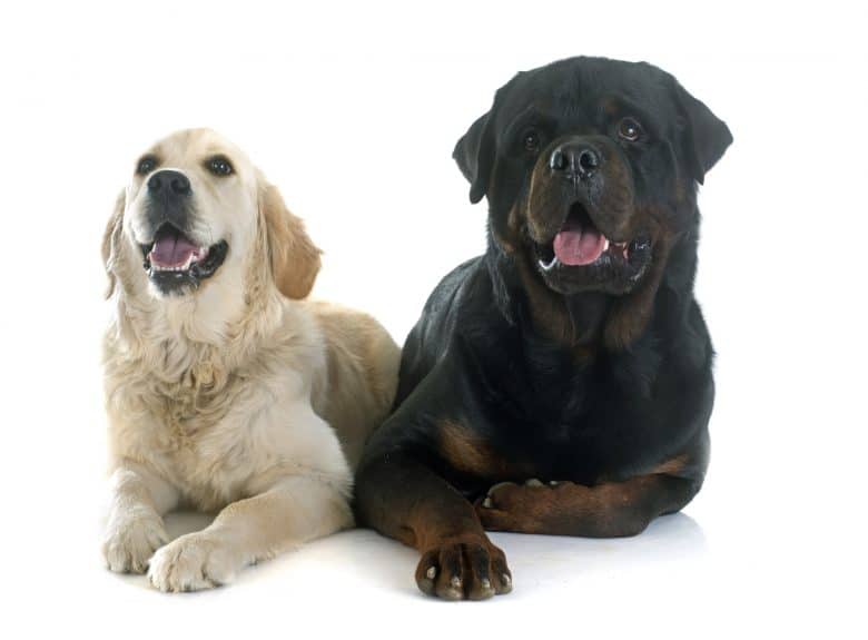 Meet the Golden Retriever and Rottweiler mix