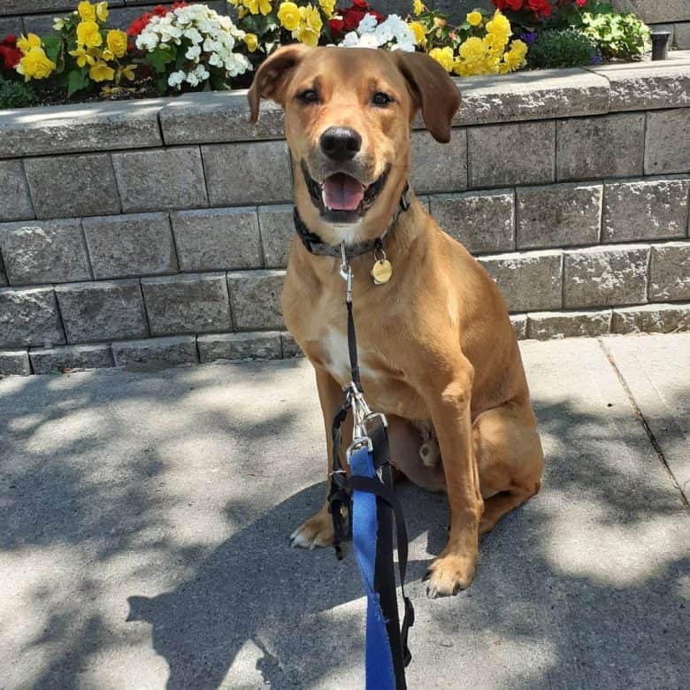 ゴールデンレトリバーとロットワイラーのミックス犬の紹介
