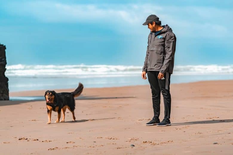 Golden Retriever Rottweiler Mix training