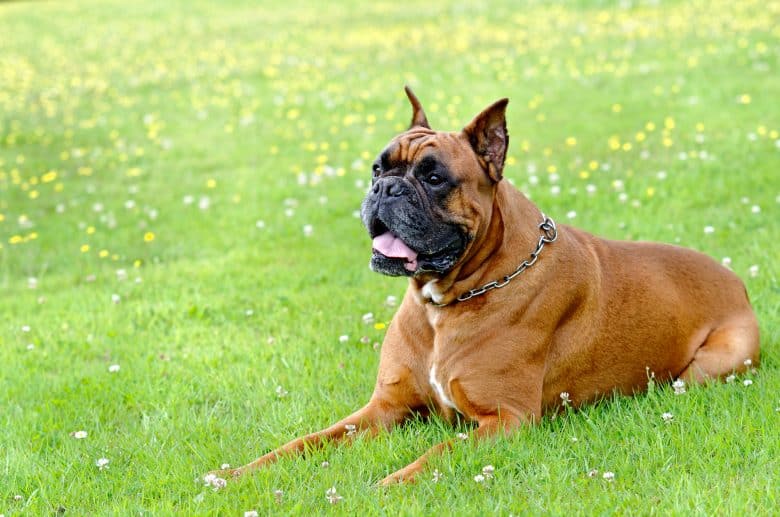 A goofy Boxer dog lying in the grass
