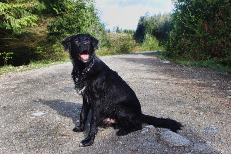 Meet Oliver, the Great Dane & Golden Retriever mix