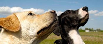 Great Dane Lab mix