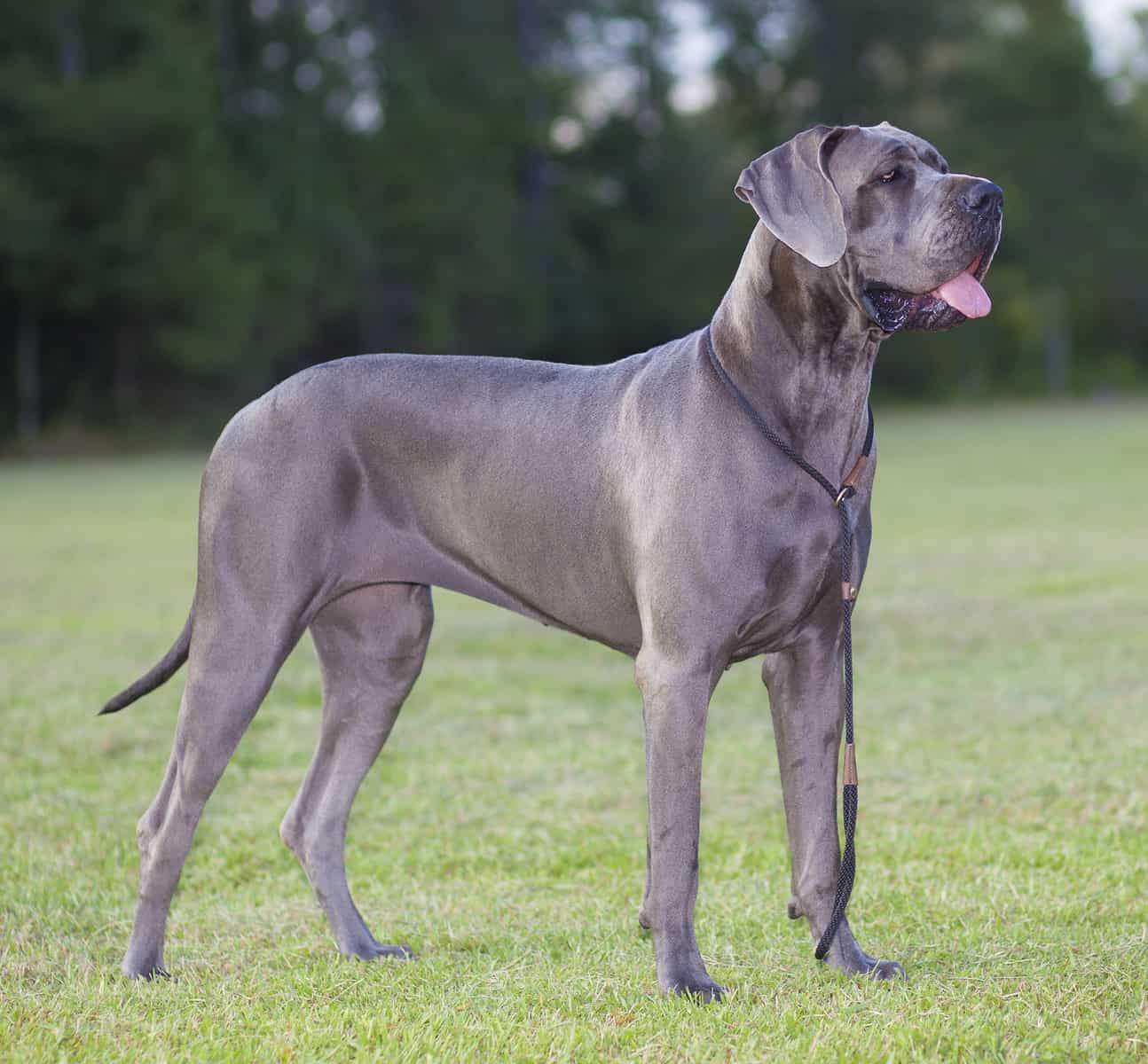 The Gentle Giant Is the Great Dane Lab mix for you? K9 Web