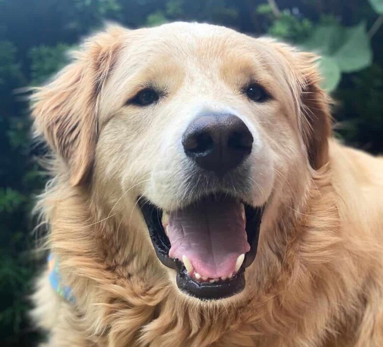 Meet the Great Pyrenees & Golden Retriever mix