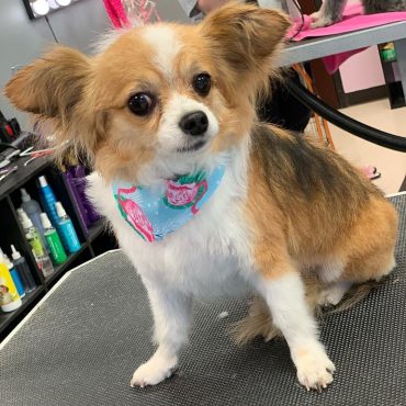 Meet Mickey, the Papillon Chihuahua mix