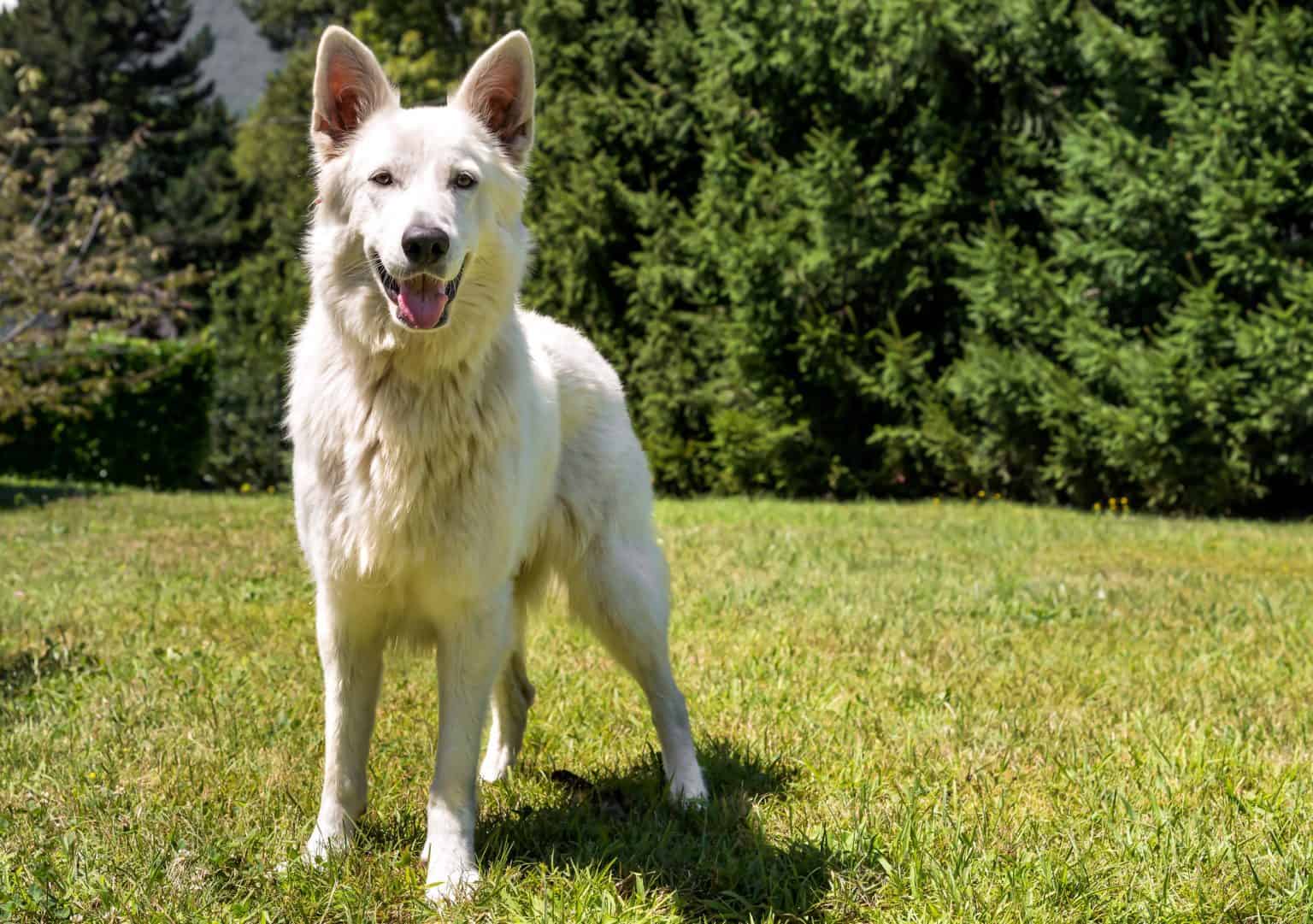 The beautiful White Swiss Shepherd dog in the spotlight K9 Web
