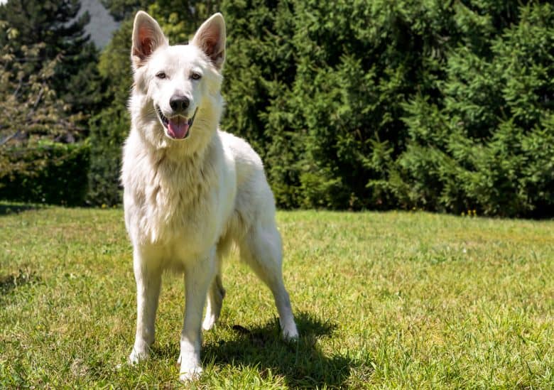 White Swiss Shepherd dog