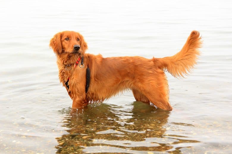 Meet the Irish Setter & Golden Retriever mix