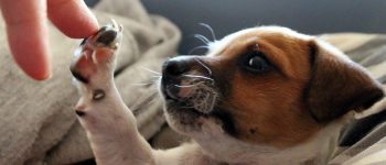 Jack Rusell Chihuahua mix