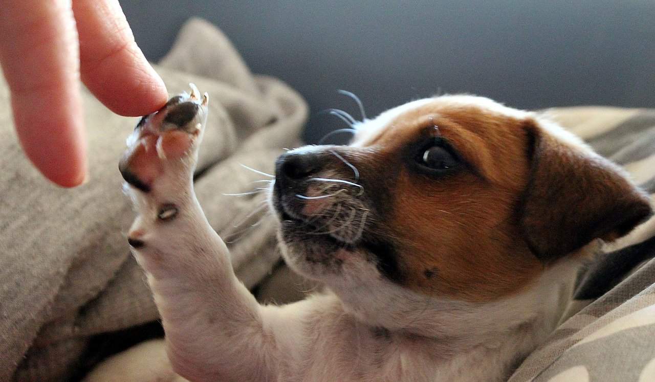 Everything You Need to Know Before Getting a Jack Chi dog K9 Web