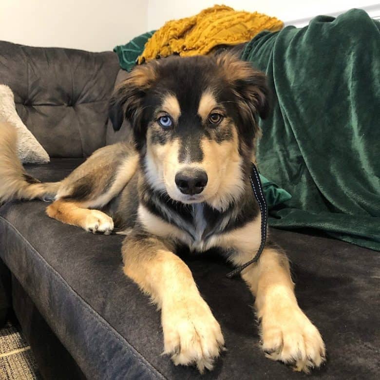 Meet Kai, the Golden Retriever Husky mix