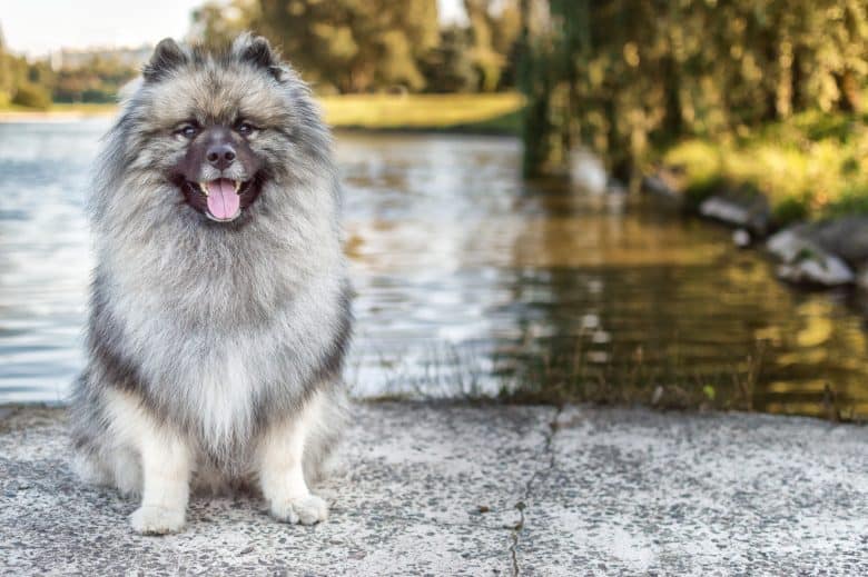 Meet the Keeshond