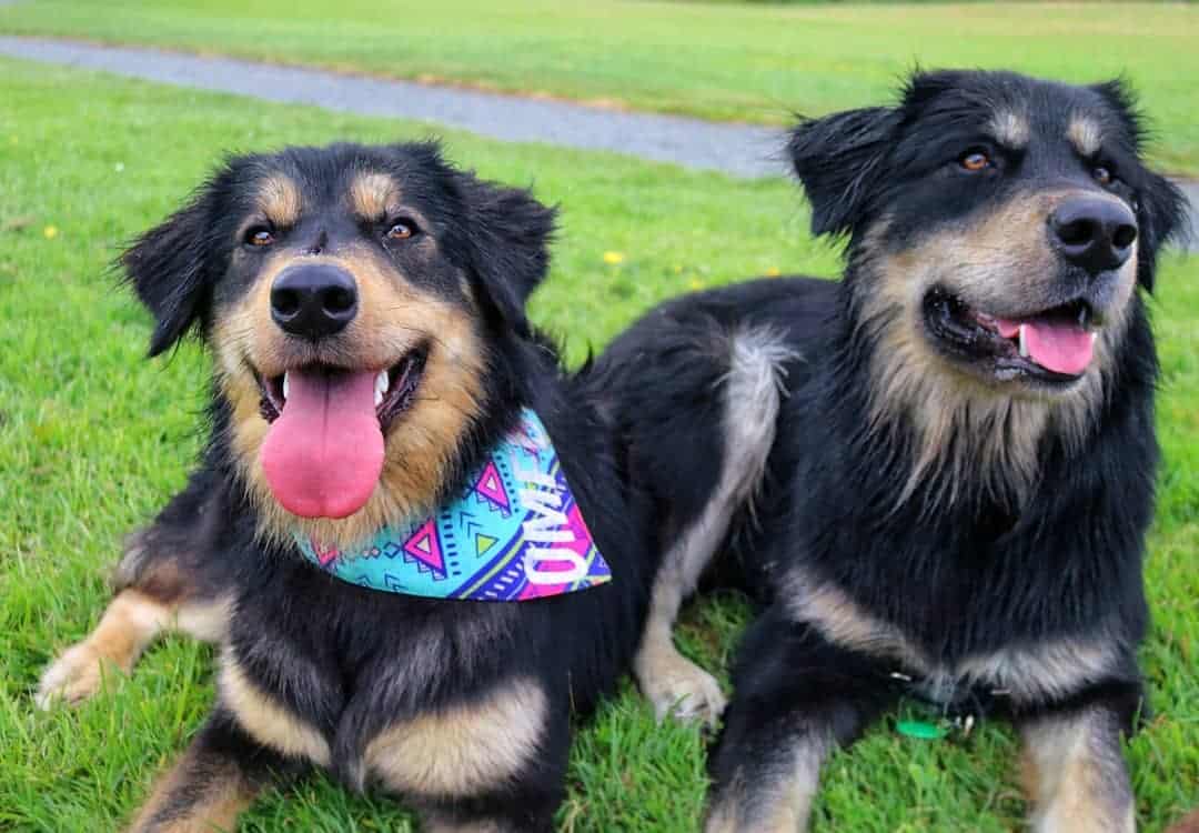 The Lab Malamute mix What makes this breed so special? K9 