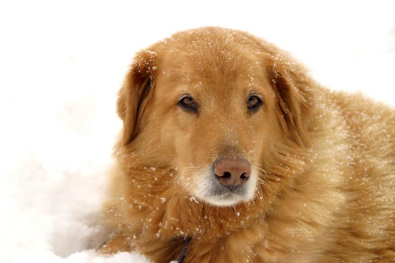 Meet Labrador Retriever & Golden Retriever mix