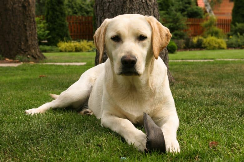 Meet The Labrador Retriever