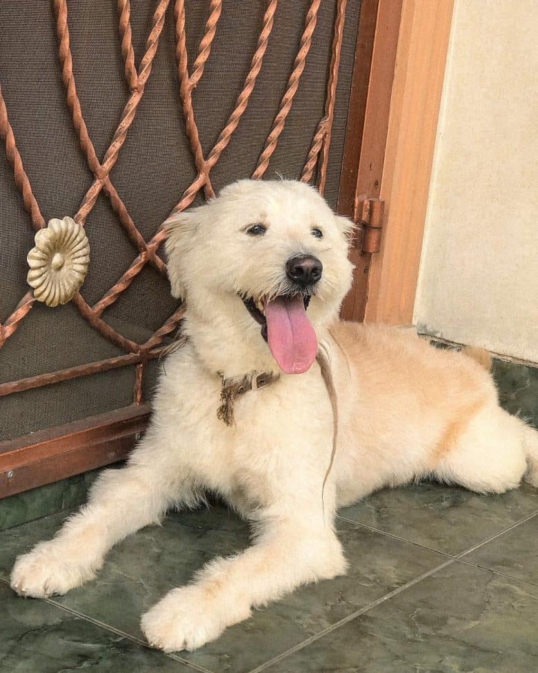 maltese and golden retriever mix