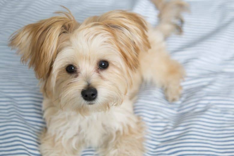 Sweet Morkie Puppy looking directly at the camera. Designer dog breed