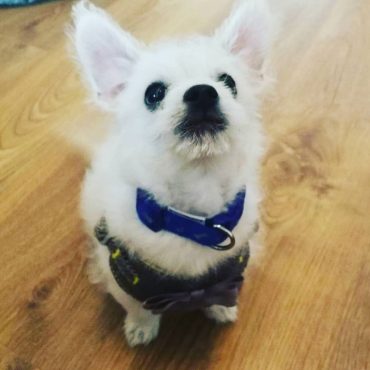Meet Billy, the Poochi Dog