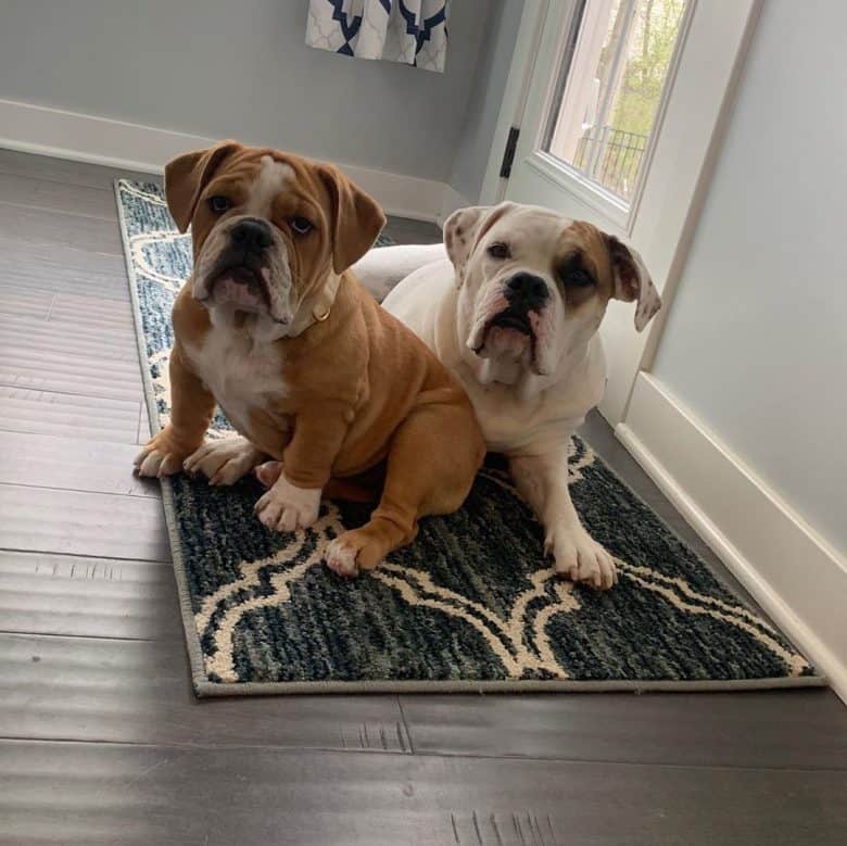 Mini bulldog beagle best sale mix