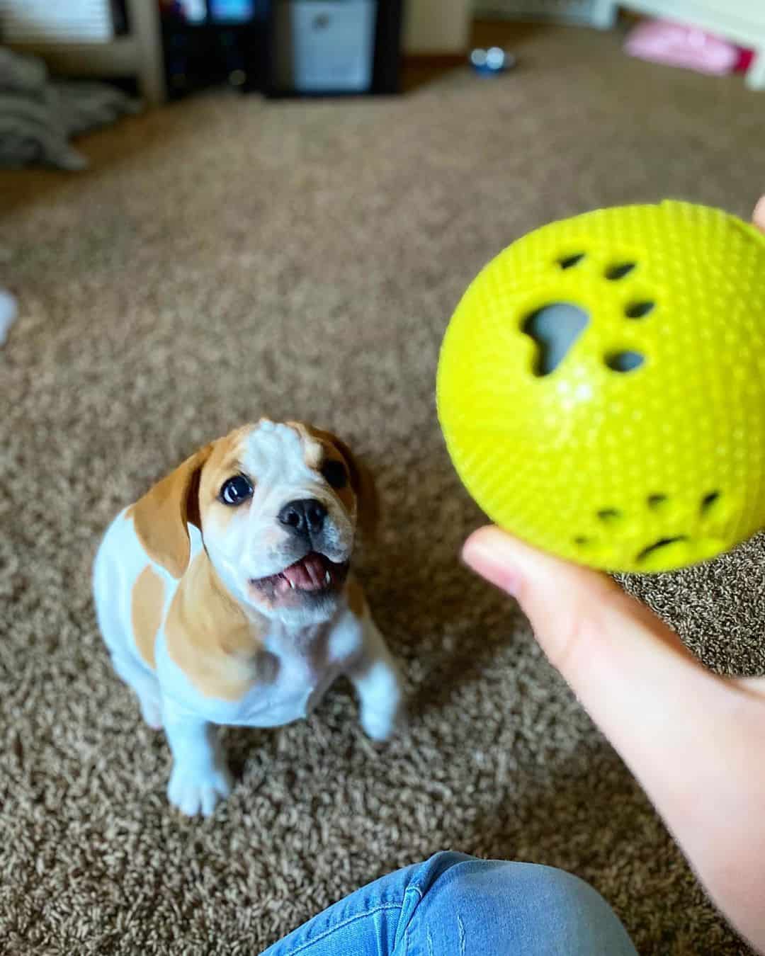 What is a Beabull dog, and should you get one? K9 