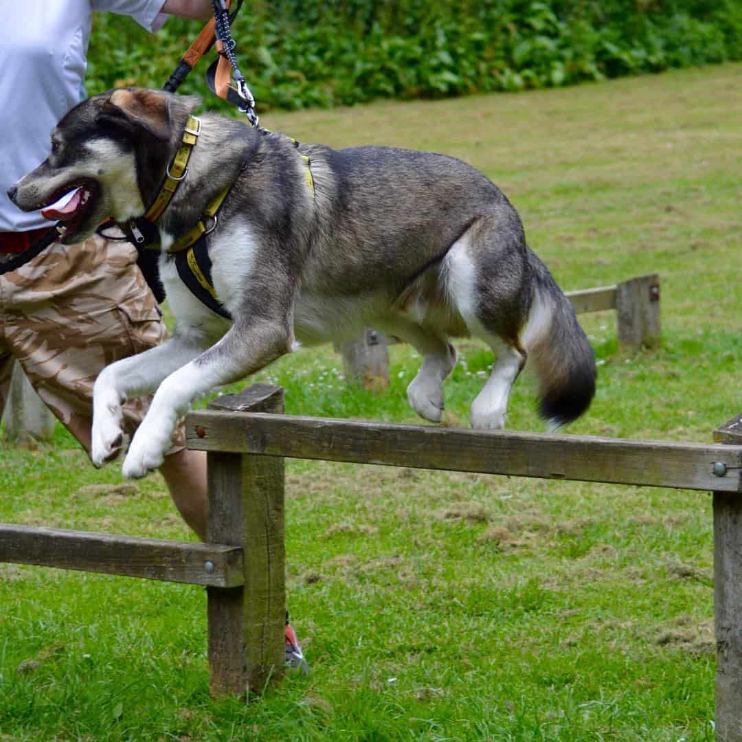 The Lab Malamute mix What makes this breed so special? K9 