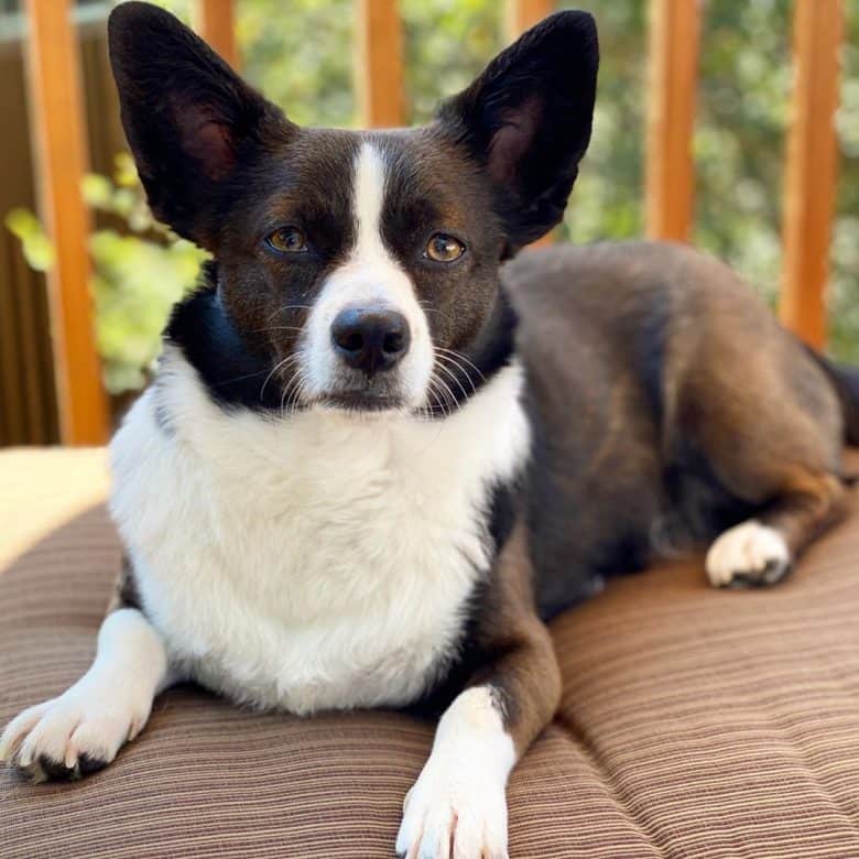 corgi chihuahua mix puppy