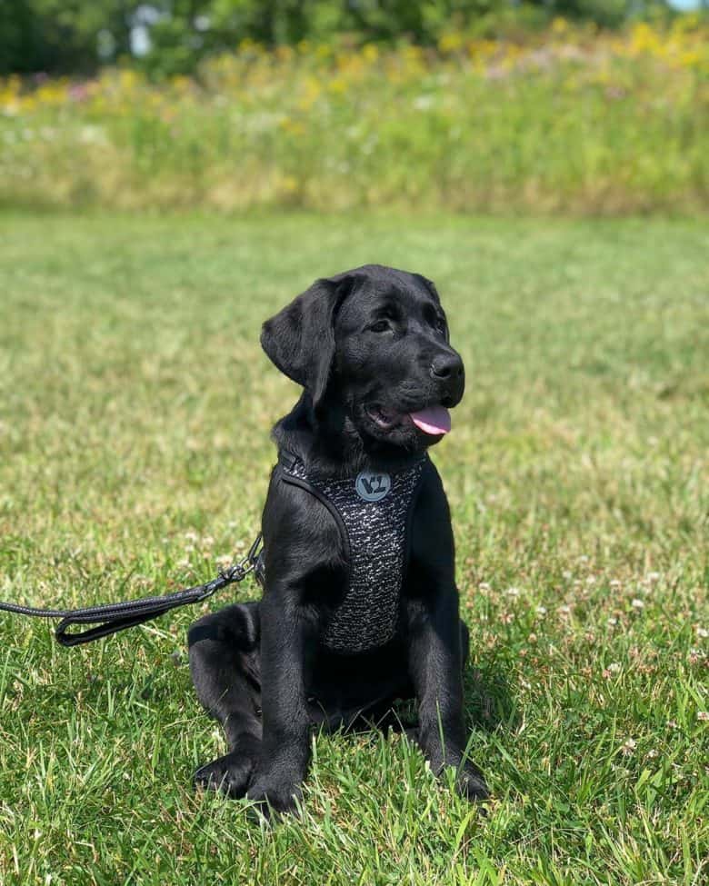 ゴールデンレトリバーとロットワイラーのミックス犬の子犬、リトル・マックを紹介します