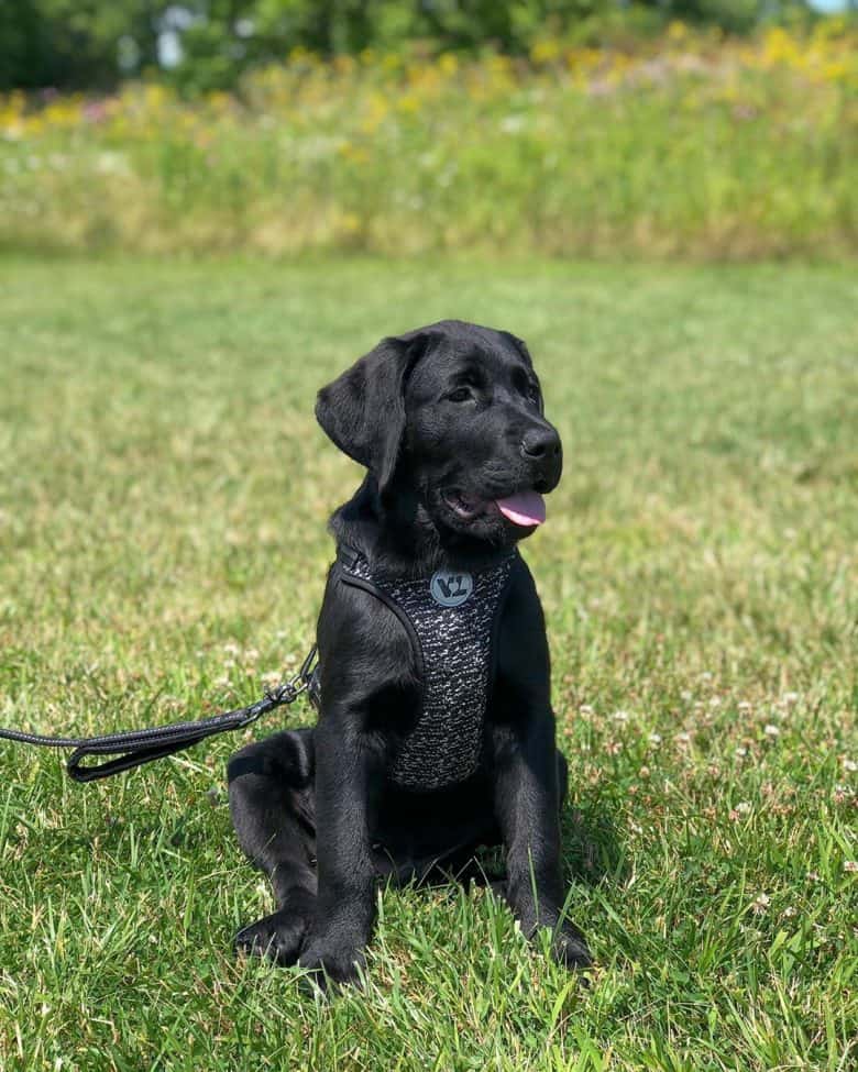 rottweiler and golden retriever mix