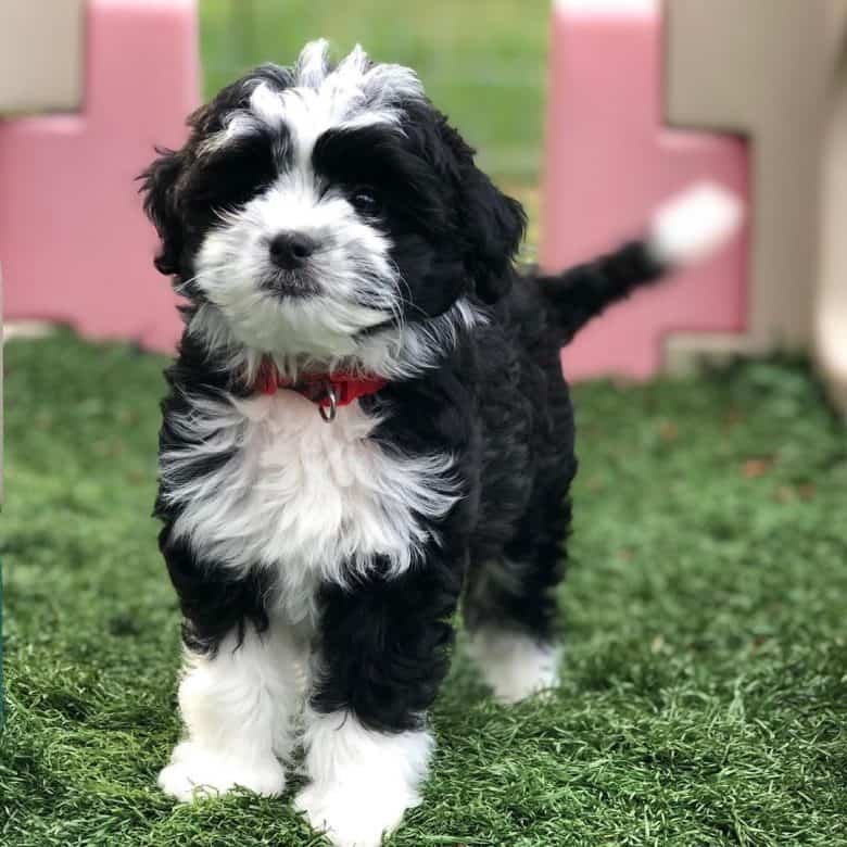 miniature aussiedoodle