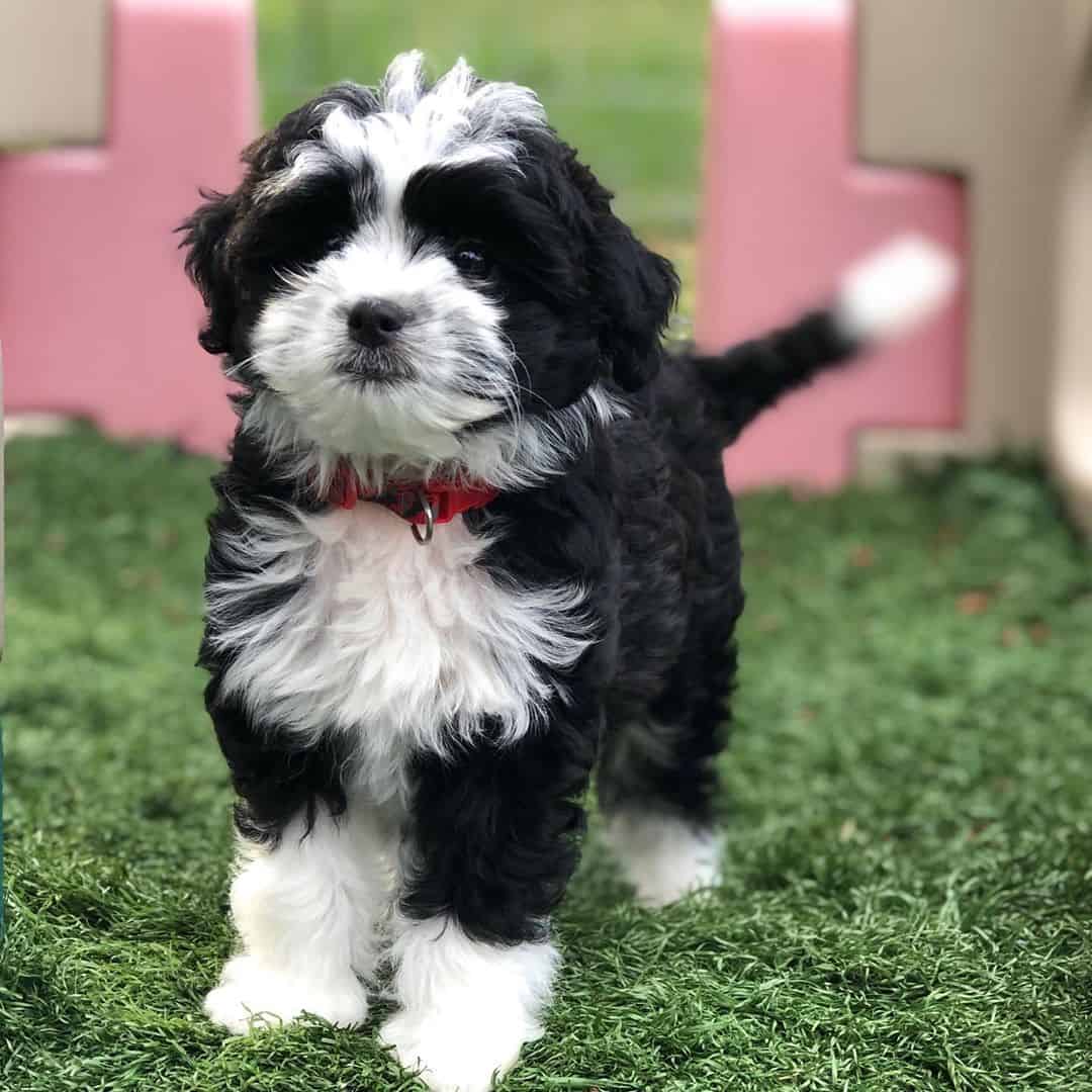 Mini Aussiedoodle Guide to Owning a Mini Aussiepoo K9 