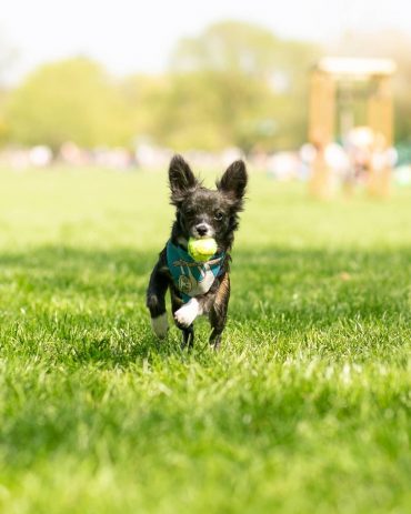 Meet Presley, the Chihuahua Poodle Mix