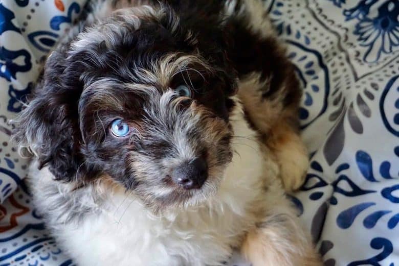 Meet Q, the Mini Aussiedoodle