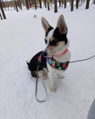 Meet Roxy, the Chigi