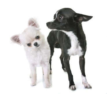 Meet the Chihuahua dogs