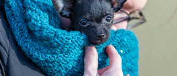 Meet the Chipoo dog