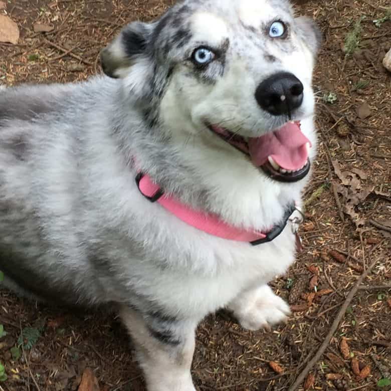 Meet Indie, the Corgi Alaskan Malamute mix