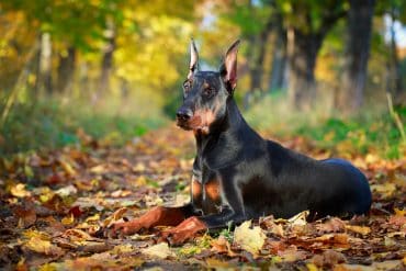 Doberman Pinscher dog