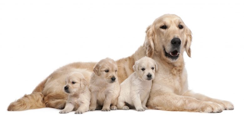 The English Golden Retriever with her 3 cute puppies
