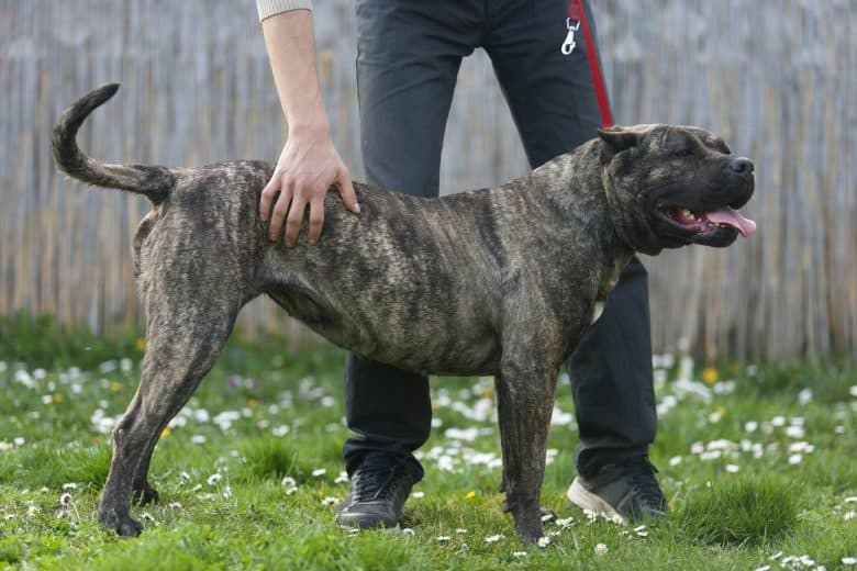 Canary Mastiff dog
