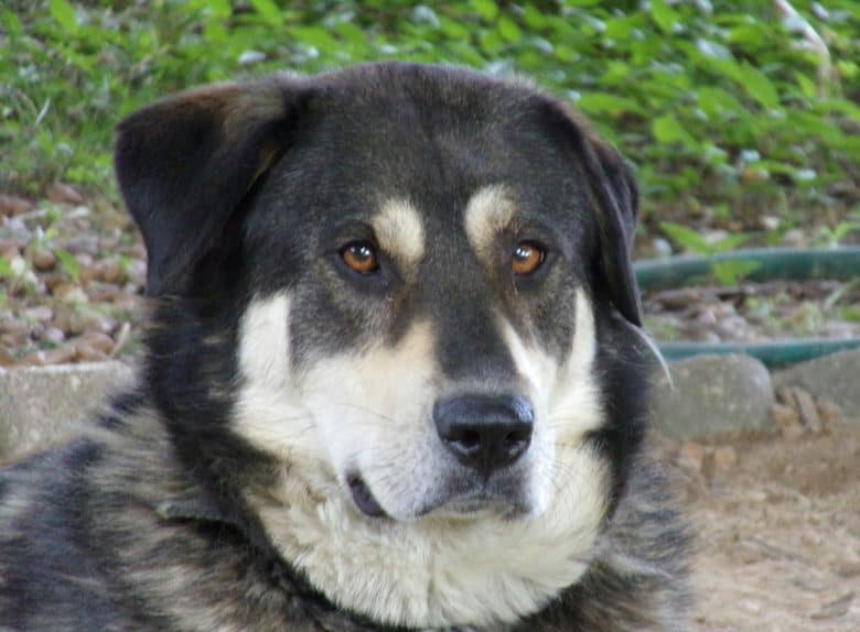 The Lab Malamute mix: What makes this 