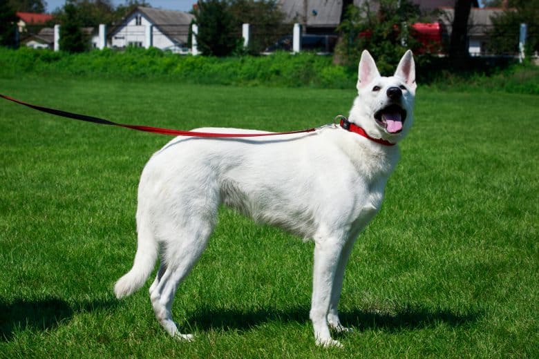 The gorgeous White Swiss Shepherd dog