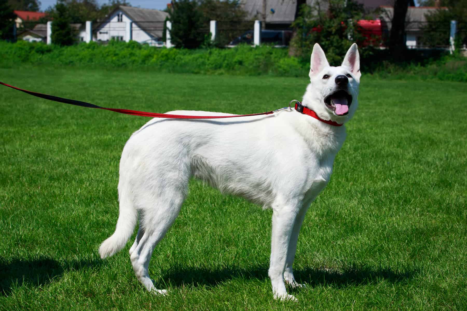 The beautiful White Swiss Shepherd dog in the spotlight K9 Web
