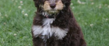 Meet the Mini Ausiedoodle