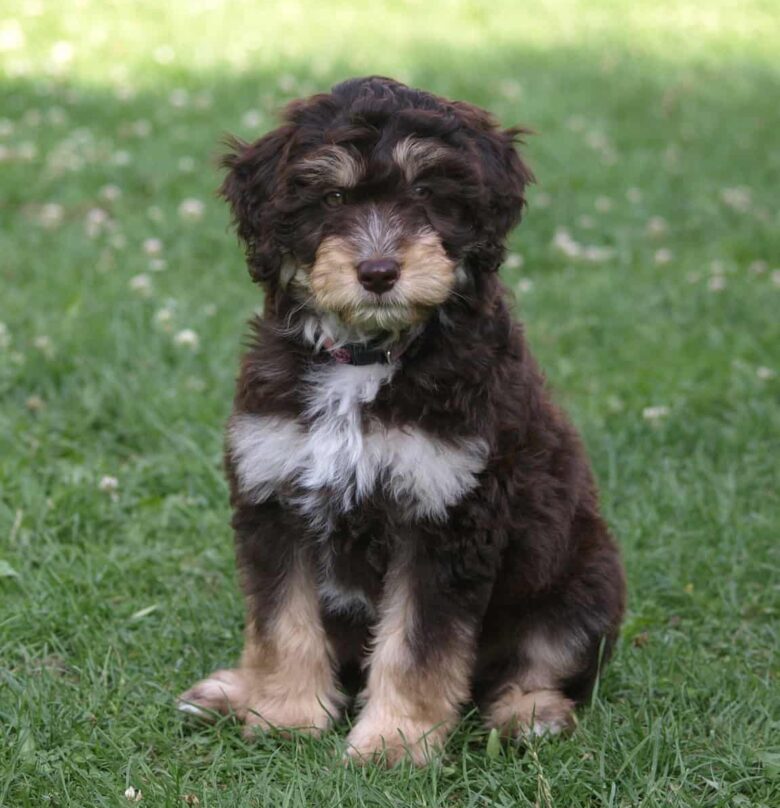 Meet the Mini Ausiedoodle