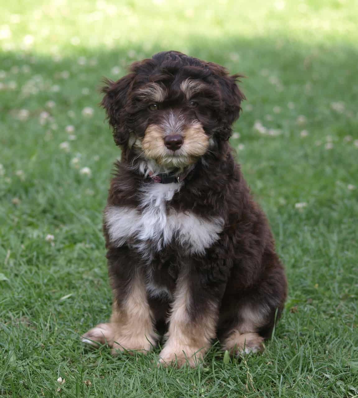 mini aussiedoodle adults