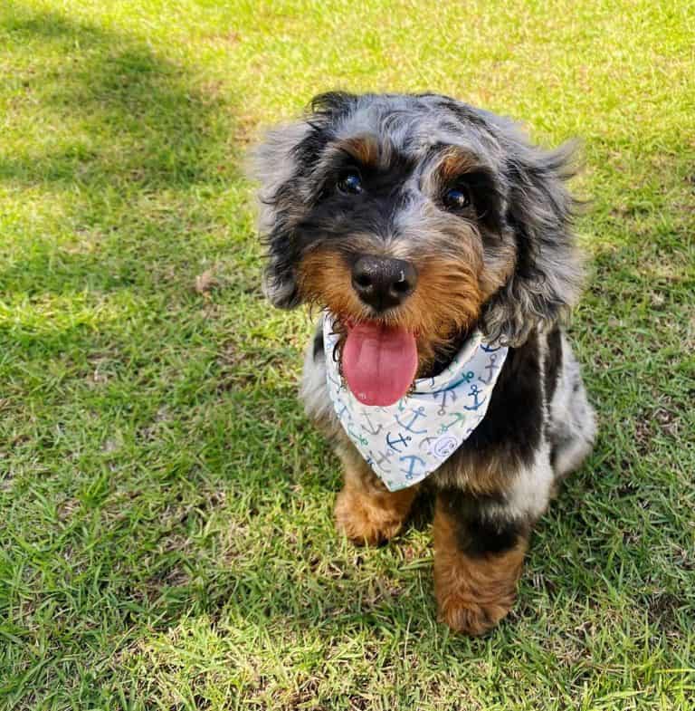 Mini Aussiedoodle Guide to Owning a Mini Aussiepoo K9 